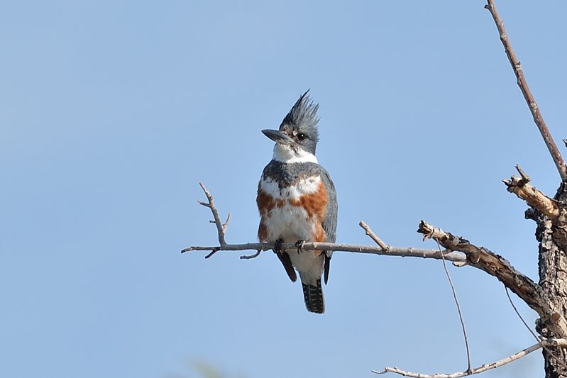 Bandijsvogel (Megaceryle alcyon)